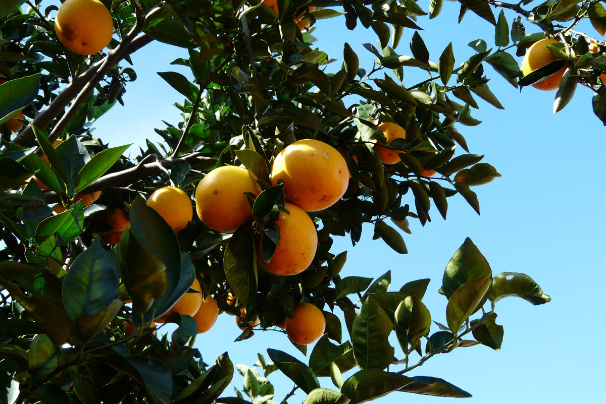 Orangenbaum auf brasilianischer Plantage