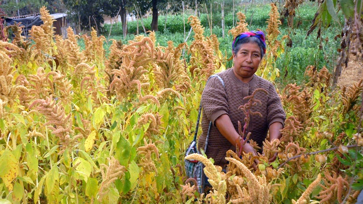Landwirtschaft-Frau erntet Amaranth-Guatemala
