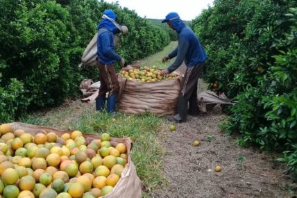 Zwei Arbeiter füllen einen Großsack mit geernteten Orangen auf einer brasilianischen Plantage