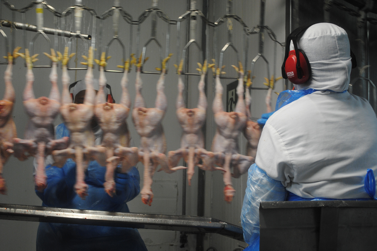 Geschlachtete Hühner hängen Kopfüber an einem Fließband