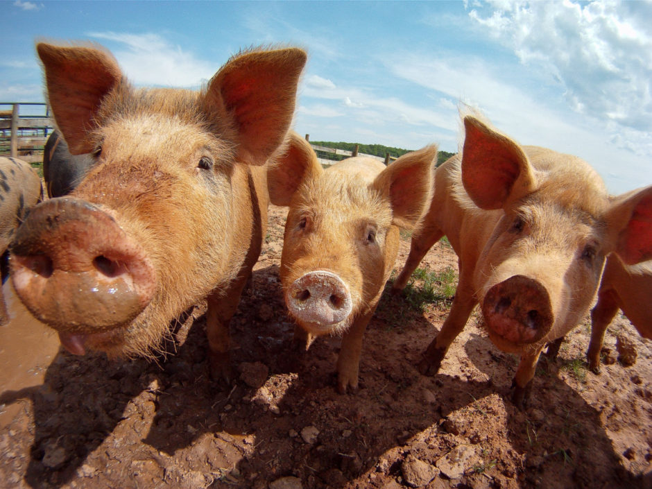Glücklich wirkende Schweine auf einer Farm in den USA.