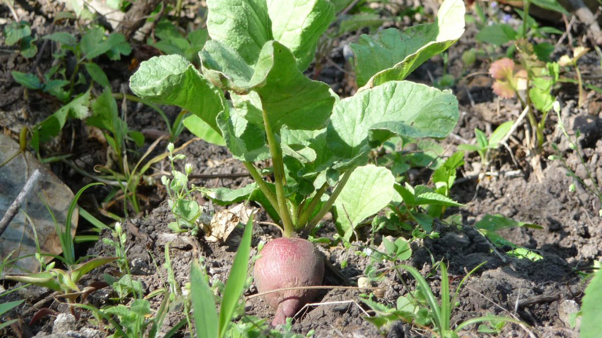 Eine Rübe gedeiht in einem Garten in Zentralamerika