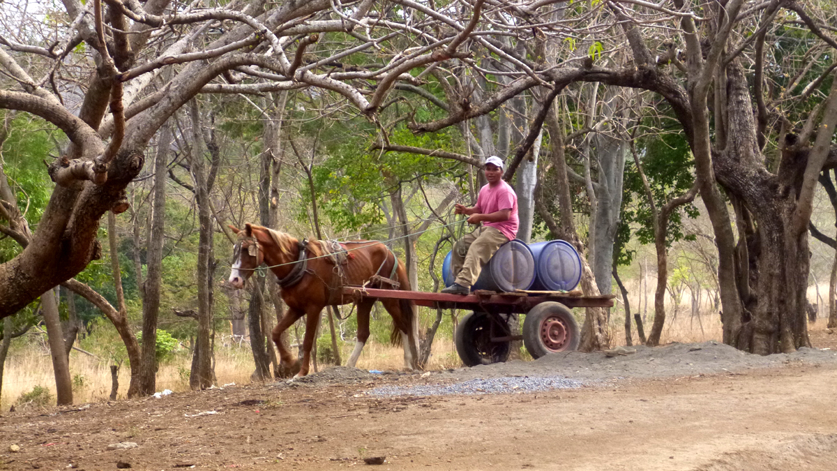 Ein Mann fährt auf einem einfachen Pferdefuhrwerk durch trockene Landschaft im Corredor Seco in Nicaragua