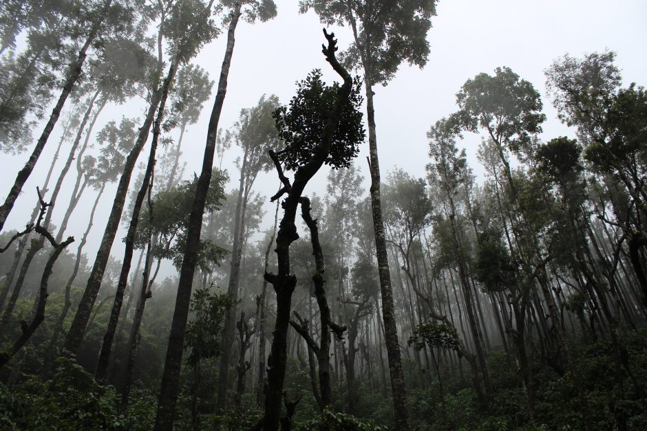 Viehzüchter brennen Wälder in Brasilien nieder. Aber auch Bergbauunternehmen holzen riesige Territorien ab und vertreiben indigene Gemeinden. Deutsche Unternehmen tragen dabei eine Mitverantwortung.