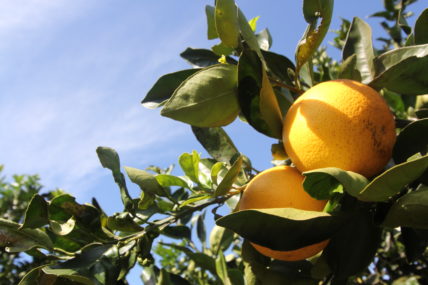 Zwei Orangen am Orangenbaum vor blauem Himmel