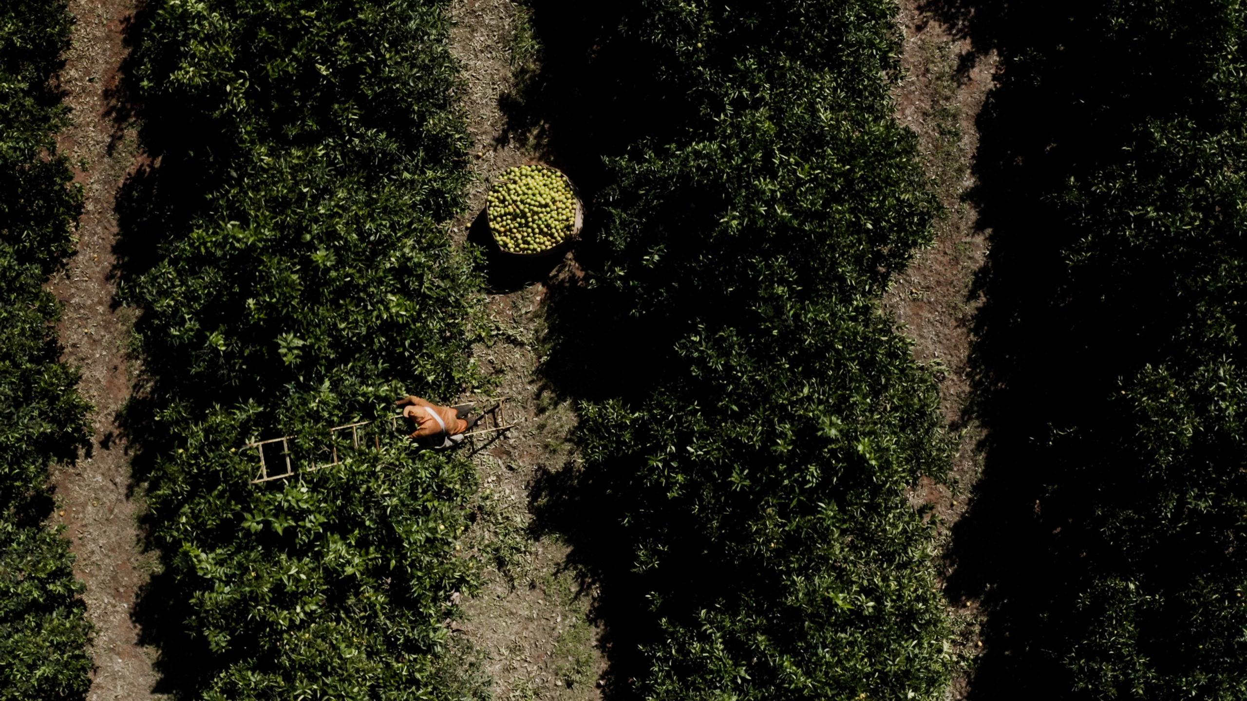 Arbeiter beim Orangenpflücken auf einer Plantage in São Paulo