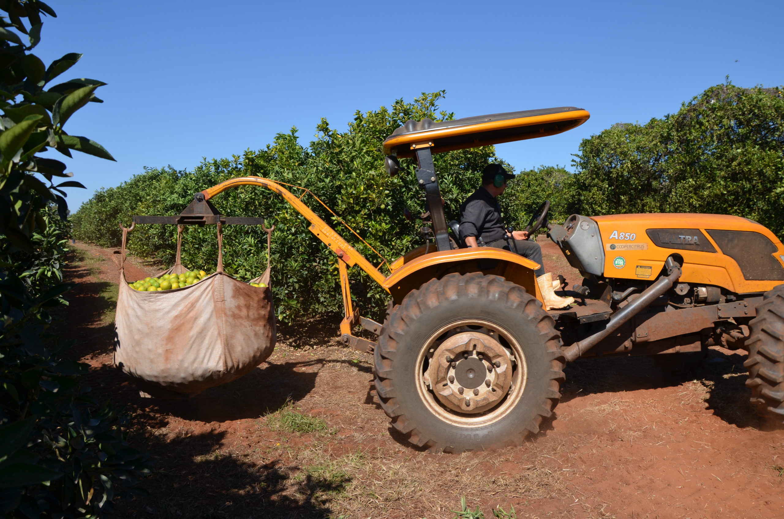 Traktor transportiert großen Sack mit geernteten Orangen.