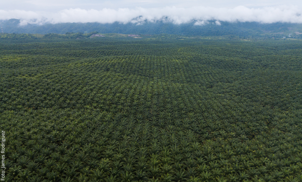 Für den monokulturellen Palmölanbau werden Wälder abgeholzt, Wasser und Böden vergiftet und Menschen enteignet. Auf dieser multimedialen Scrolly-Telling-Seite beleuchtet die CIR die verschiedenen Dimensionen der Problematik in Guatemala.