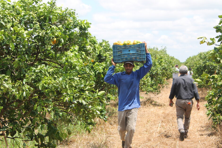 In der Region Bahia und Sergipe in Brasilien kämpfen Kleinbäuer*innen für einen fairen Handel in der Orangensaftindustrie. Wir stellen zwei Kooperativen vor, mit denen die CIR innerhalb eines Pilotprojekts zusammenarbeitet.