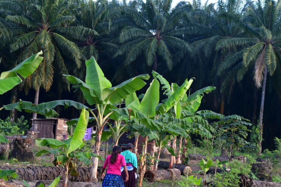 Mehr als 20 Unternehmen in Deutschland beziehen, verarbeiten oder verkaufen Palmöl von zwei Betrieben, die für Menschenrechtsverletzungen und Umweltvergehen in Guatemala verantwortlich sind. Darunter große Player wie Aldi, Lidl, Netto, Metro und BASF. Das ist das Ergebnis des neuen Palmöl-Reports der CIR.